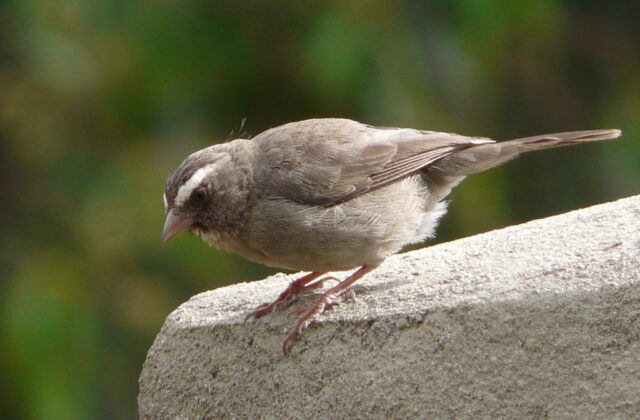 Brown-rumped Seedeater