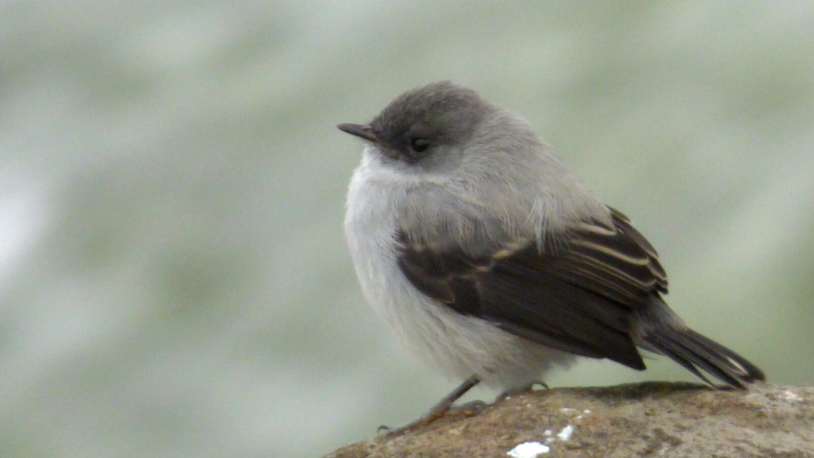 Torrent Tyrannulet