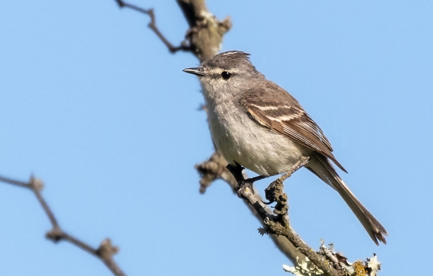 Straneck’s Tyrannulet