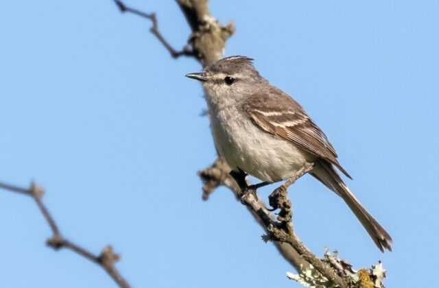 Straneck’s Tyrannulet