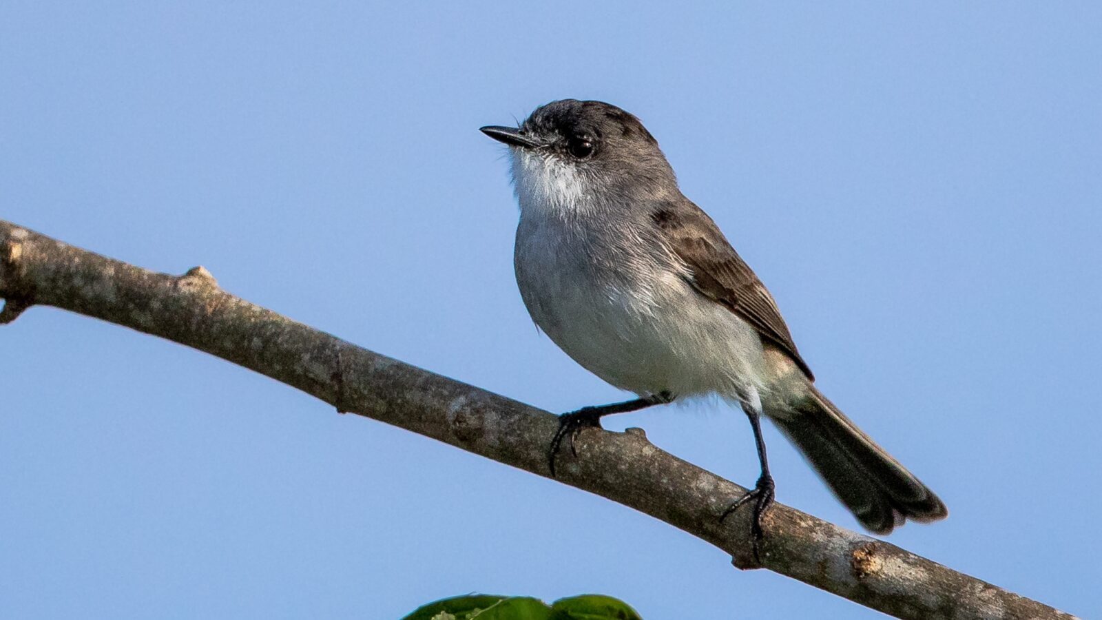River Tyrannulet