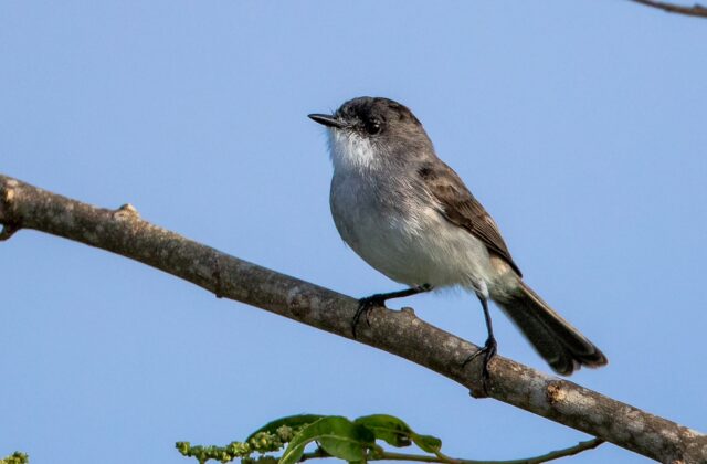 River Tyrannulet