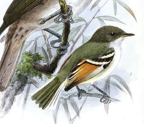Rufous-winged Tyrannulet
