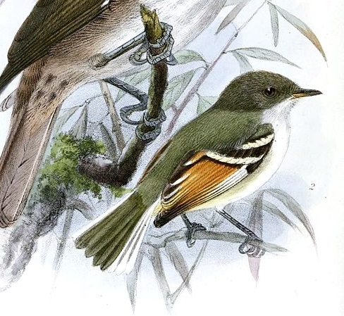Rufous-winged Tyrannulet