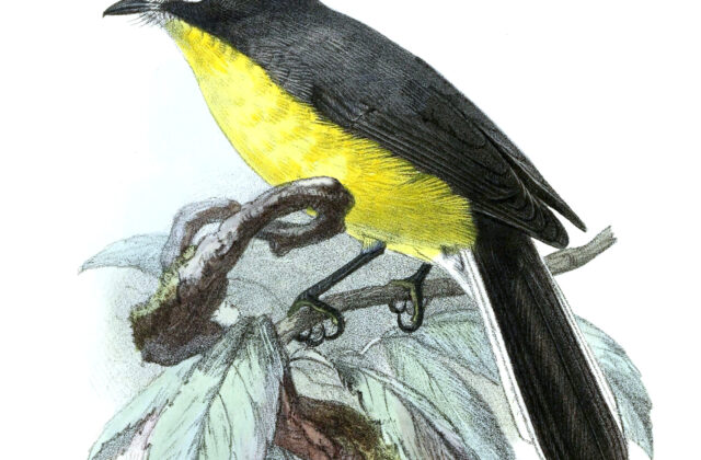 White-fronted Whitestart