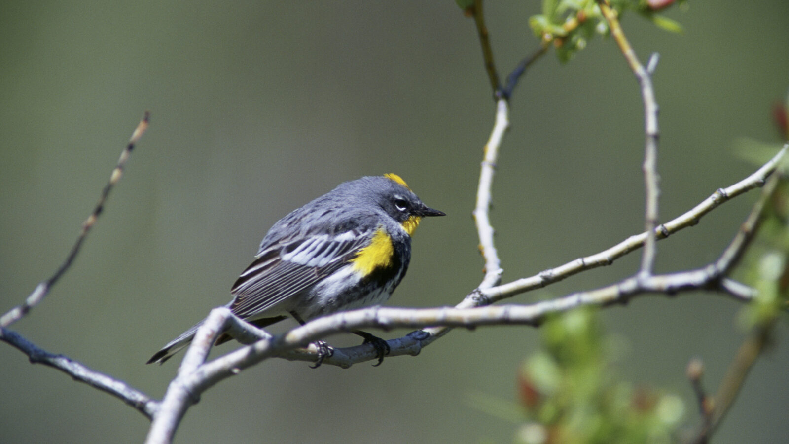 Audubon’s Warbler