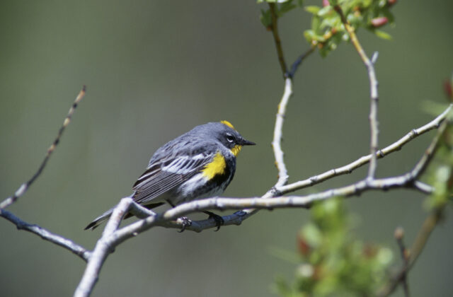 Audubon’s Warbler