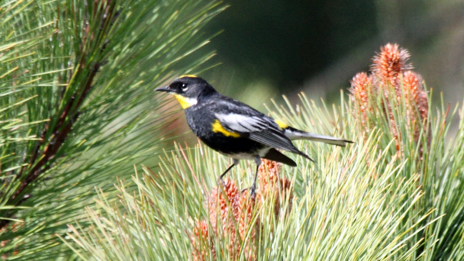 Goldman’s Warbler