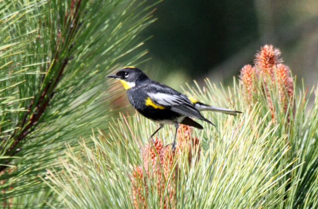 Goldman’s Warbler
