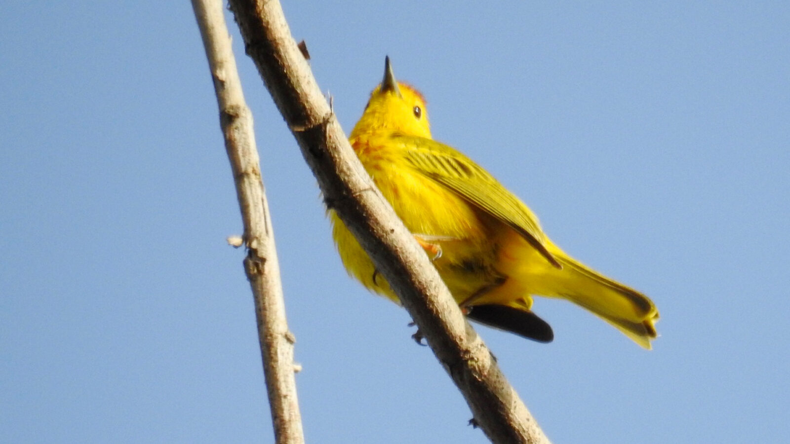 Mangrove Warbler