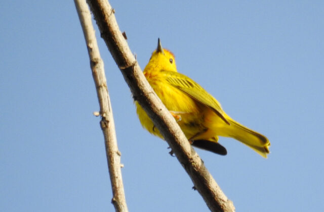 Mangrove Warbler