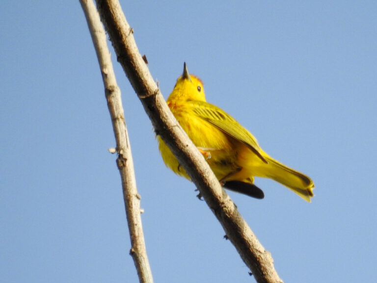 Mangrove Warbler
