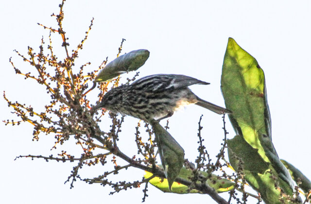 Arrowhead Warbler