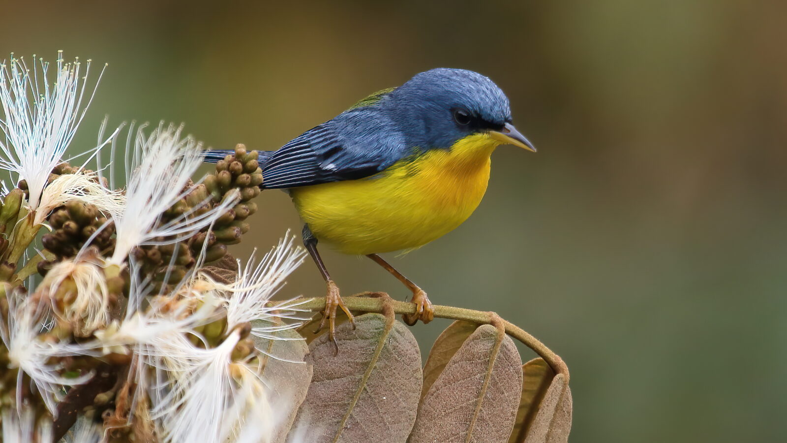 Tropical Parula