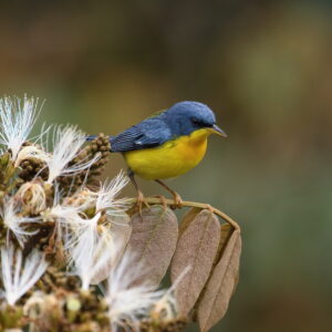 Tropical Parula