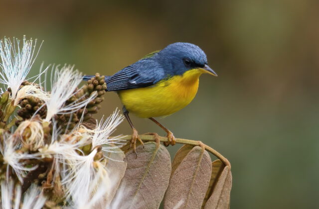 Tropical Parula