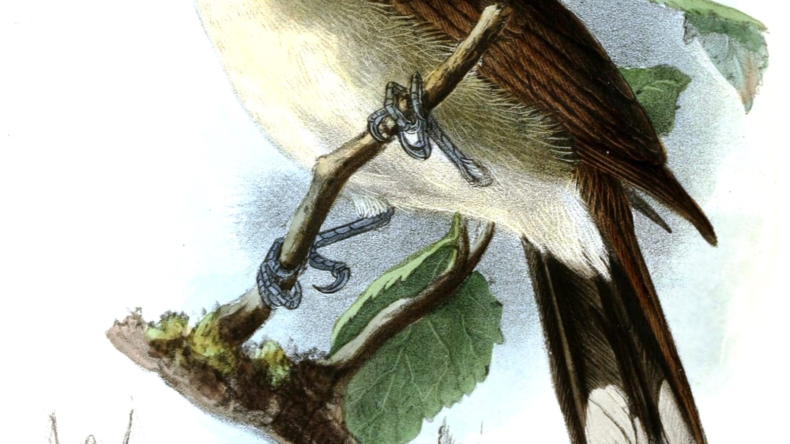 Hook-billed Bulbul