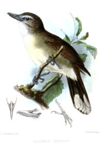 Hook-billed Bulbul