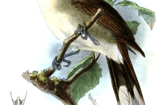 Hook-billed Bulbul