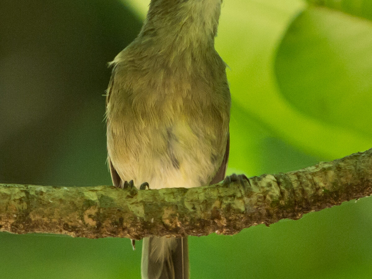 Seychelles Warbler