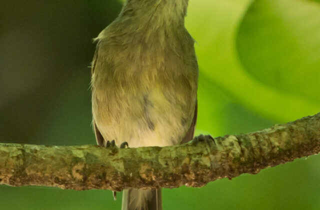 Seychelles Warbler