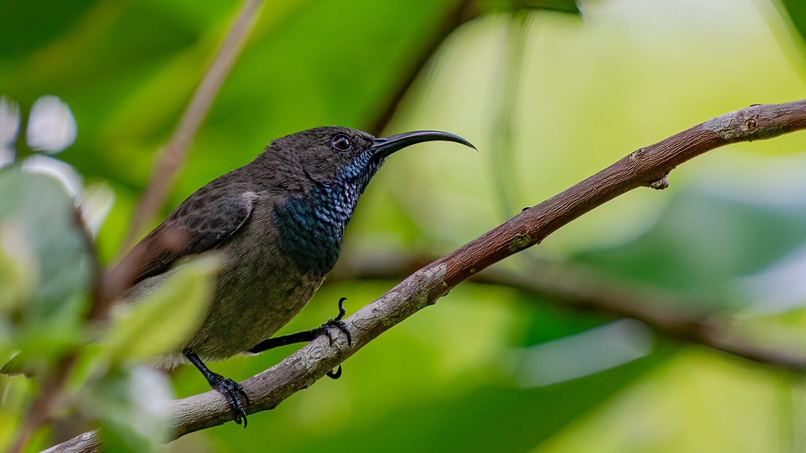 Seychelles Sunbird
