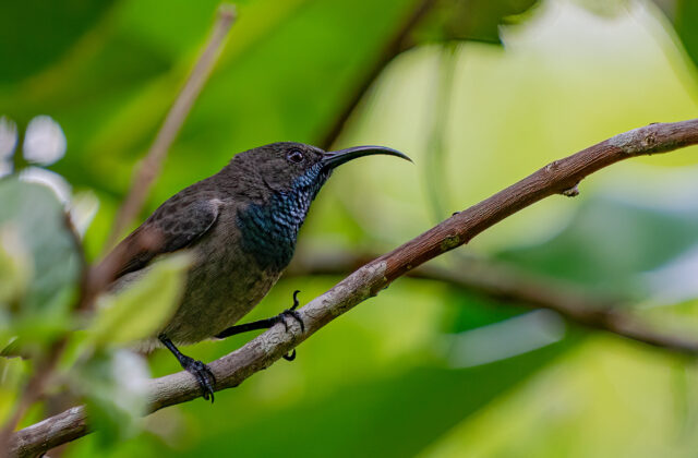 Seychelles Sunbird