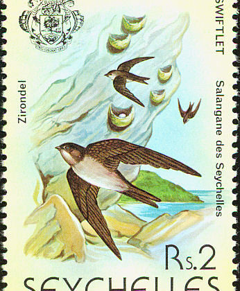 Seychelles Swiftlet