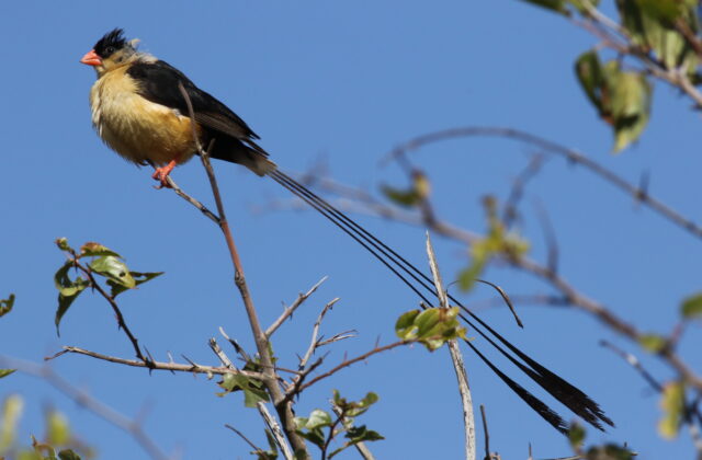 Shaft-tailed Whydah