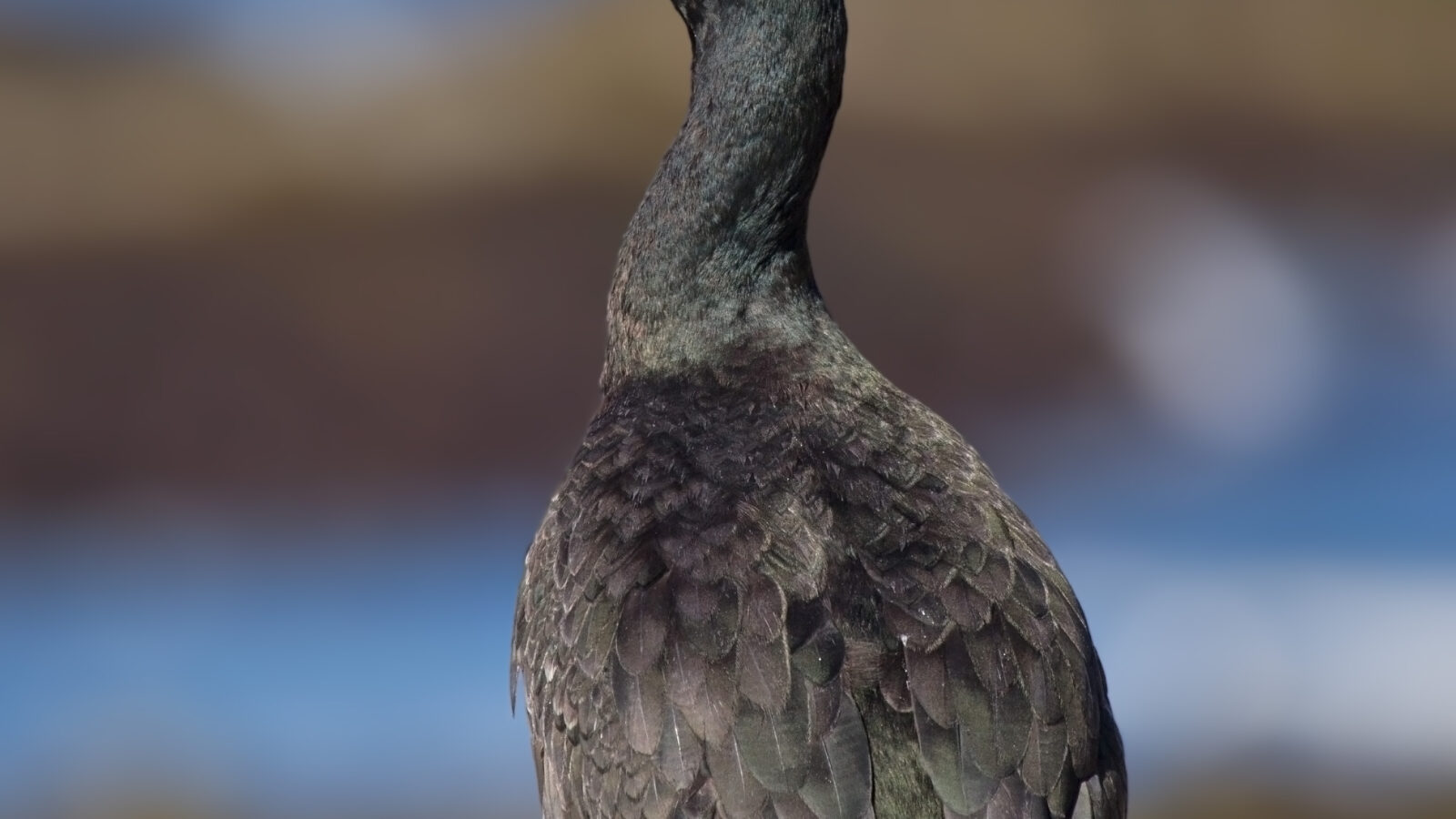 European Shag