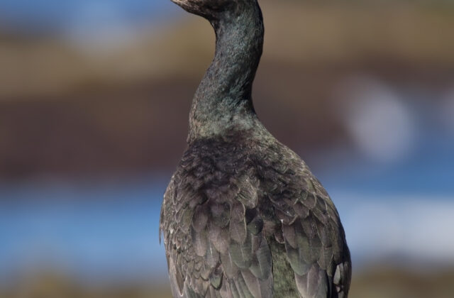 European Shag