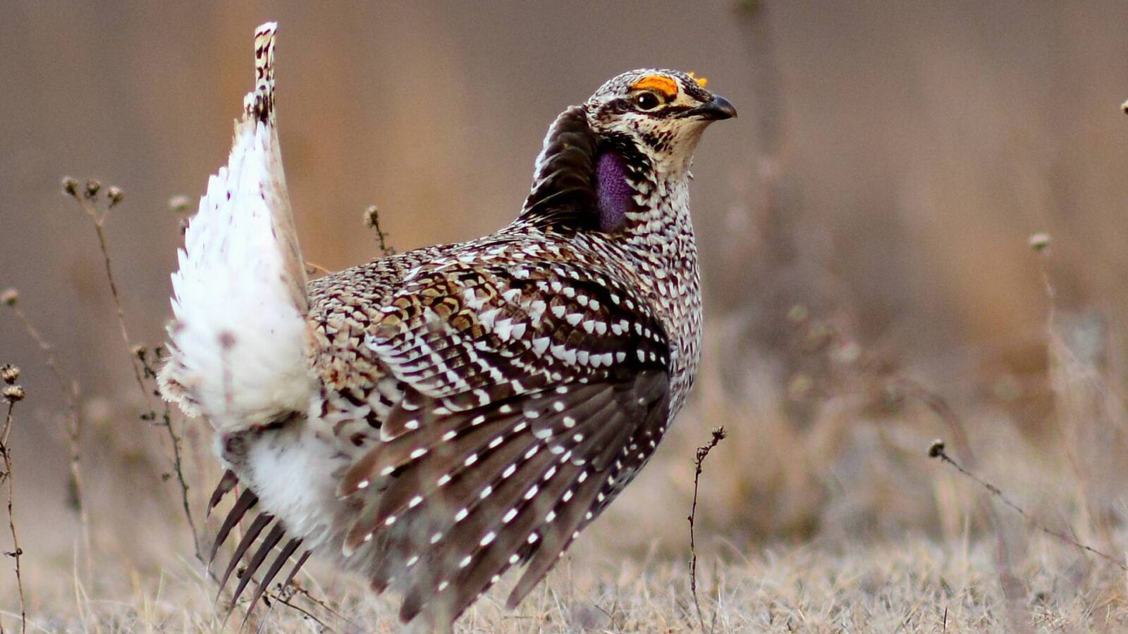 Sharp-tailed Grouse
