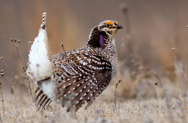 Sharp-tailed Grouse