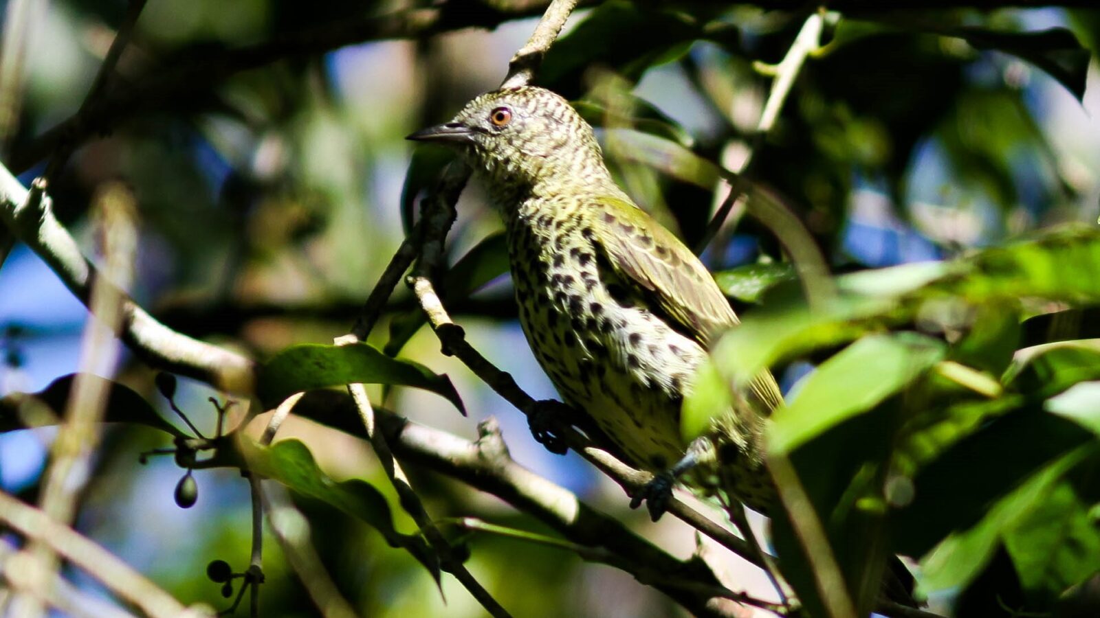 Sharpbill