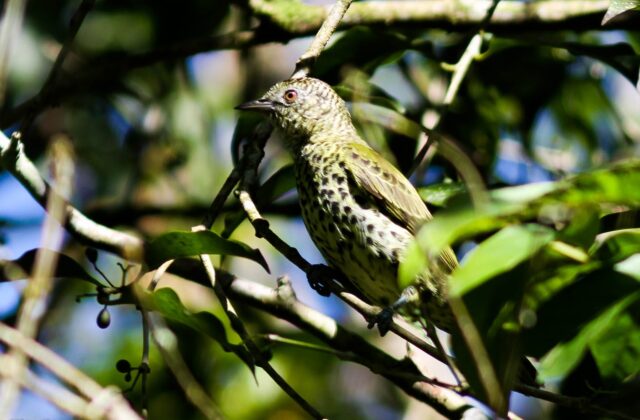 Sharpbill