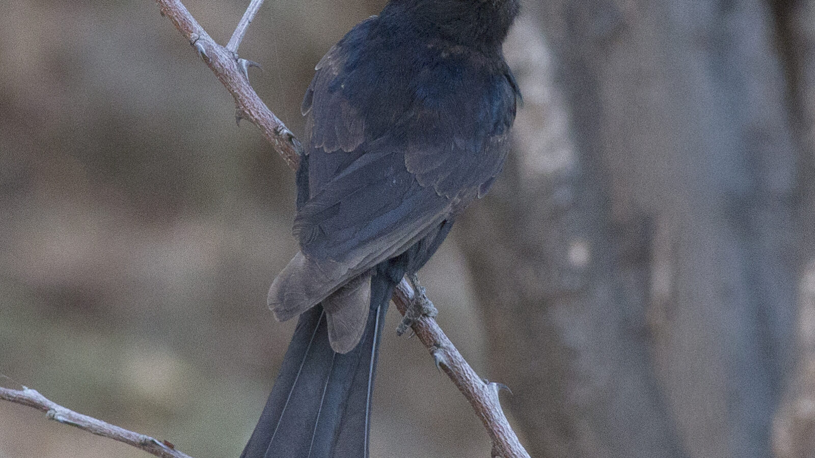 Sharpe’s Drongo