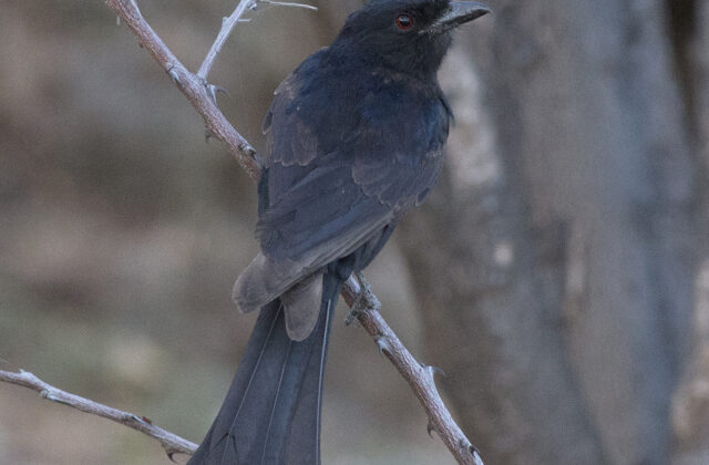 Sharpe’s Drongo
