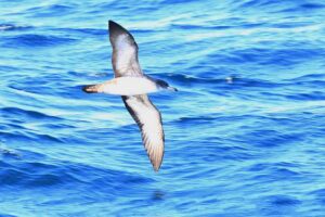 Pink-footed Shearwater