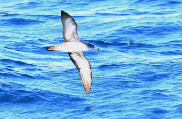 Pink-footed Shearwater