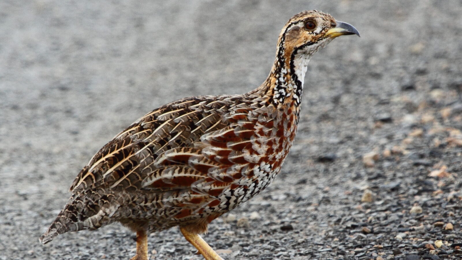 Shelley’s Francolin