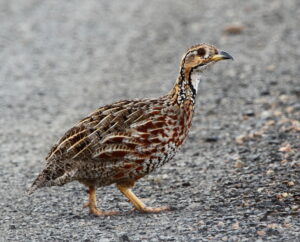 Shelley’s Francolin