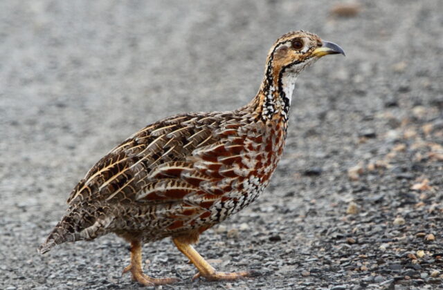 Shelley’s Francolin