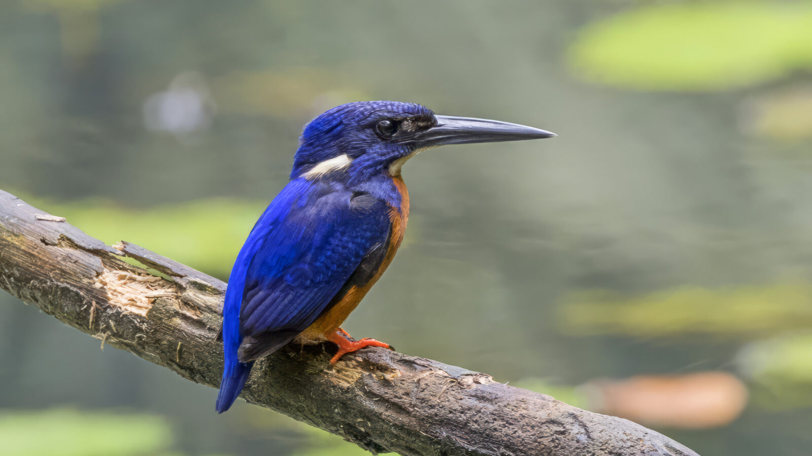 Shining-blue Kingfisher
