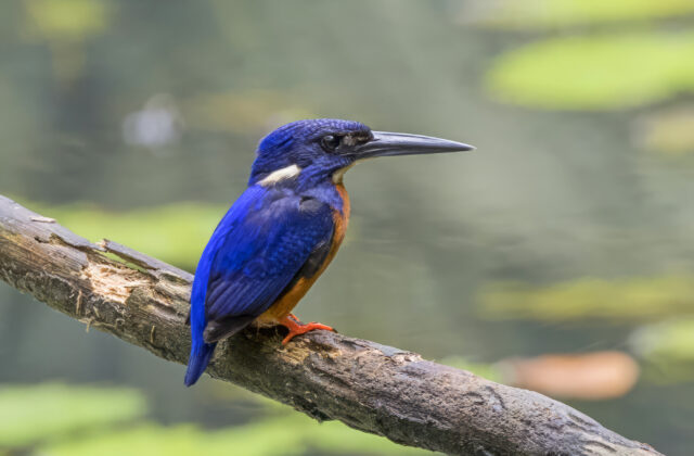 Shining-blue Kingfisher