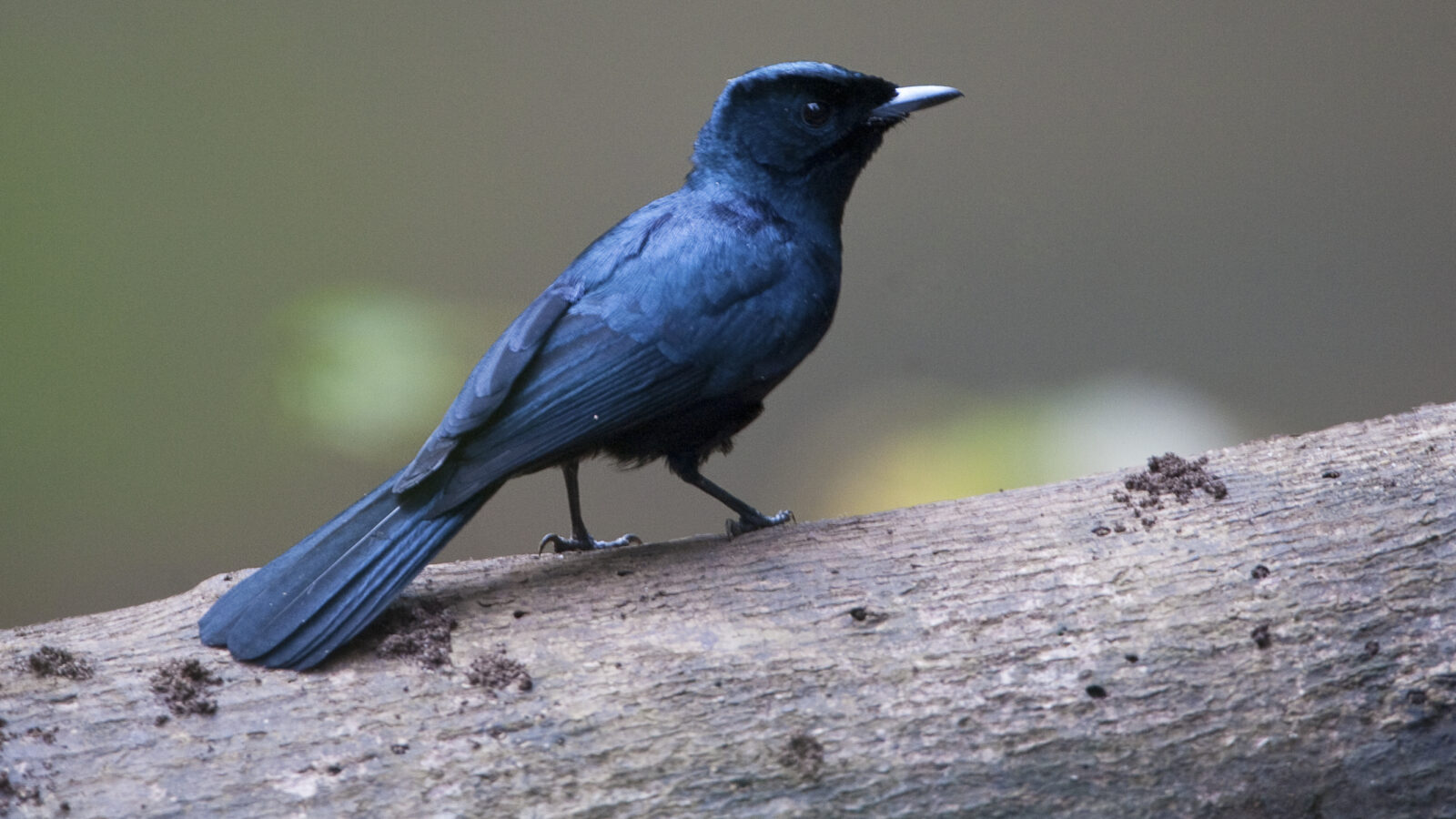 Shining Flycatcher