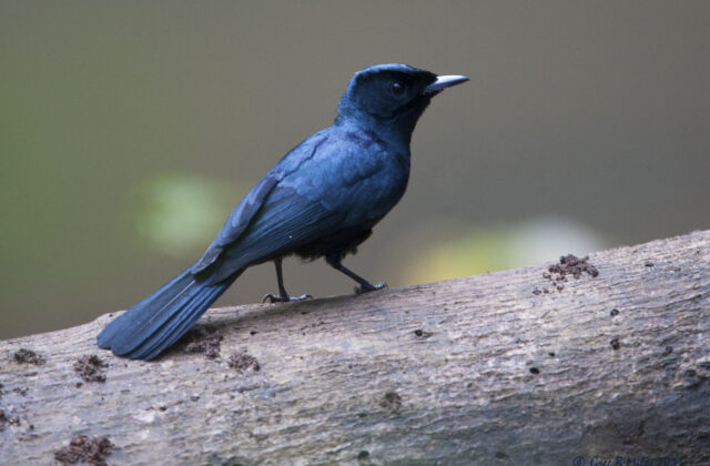 Shining Flycatcher