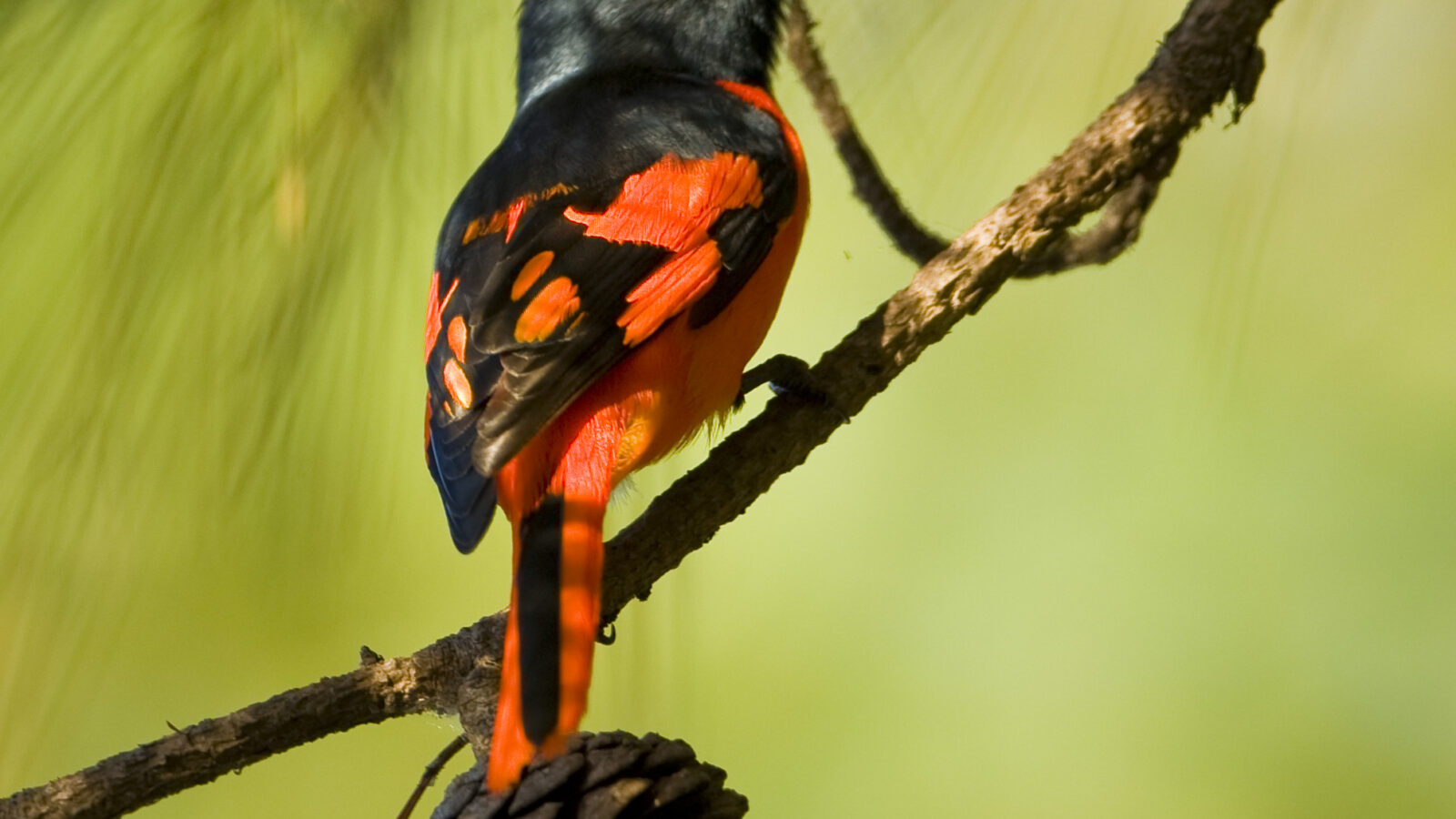 Short-billed Minivet