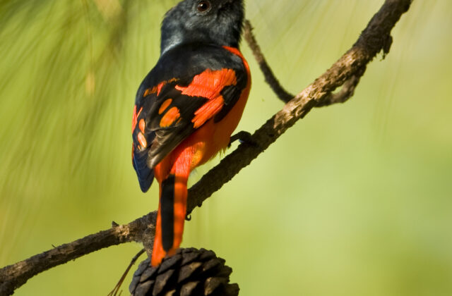 Short-billed Minivet