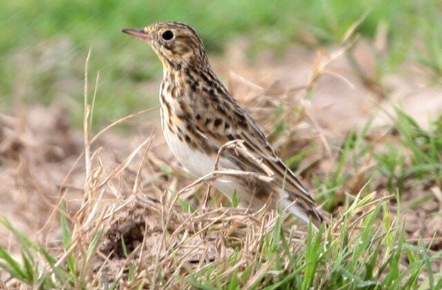 Short-billed Pipit