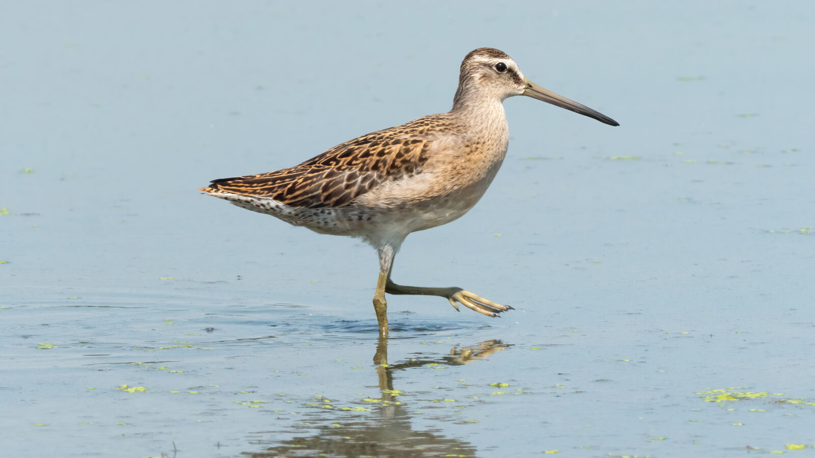 Short-billed Dowitcher